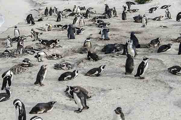Pingüino Africano - Betty's Bay - Sudáfrica 5.jpg